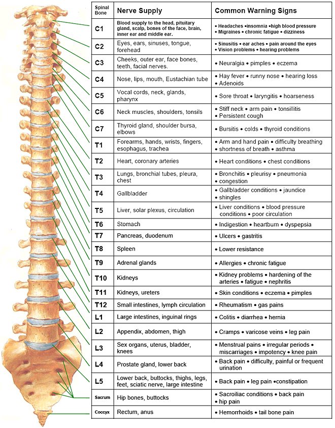 spinal cord nerves 3